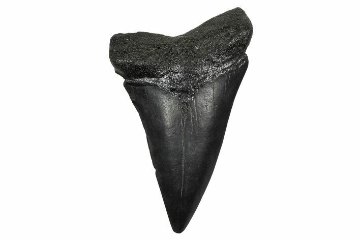 Fossil Broad-Toothed Mako Tooth - South Carolina #374799